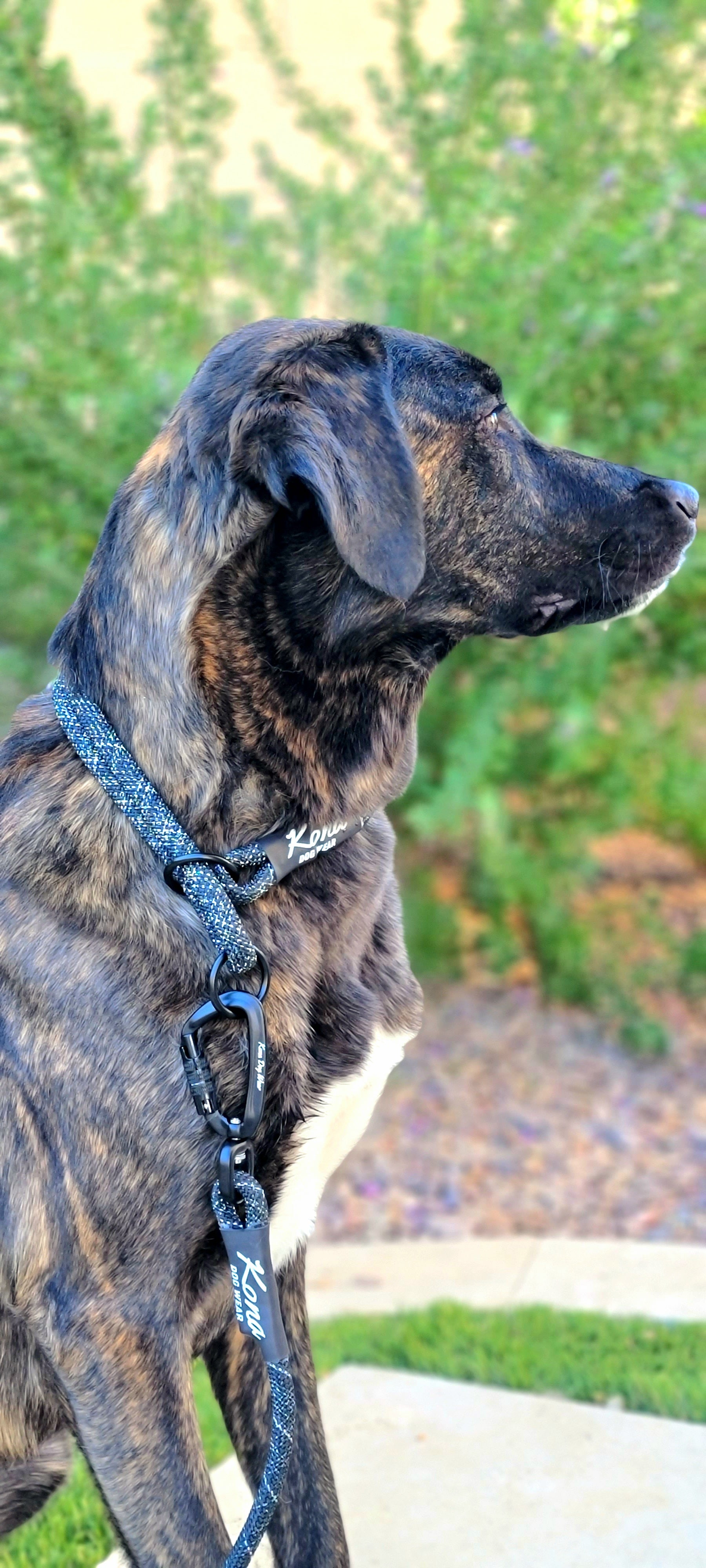 Kona leash dog clearance model